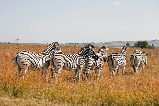 Oplev den ultimative jagtrejse: Safariture i afrika